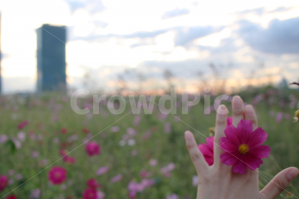 가을,코스모스,꽃반지,감성,소녀,자주색,꽃,감성사진,식물,자연,plants,nature,꽃,flower,사람,인물,인간,human,person,신체일부,몸,body,감성,sensible,feeling