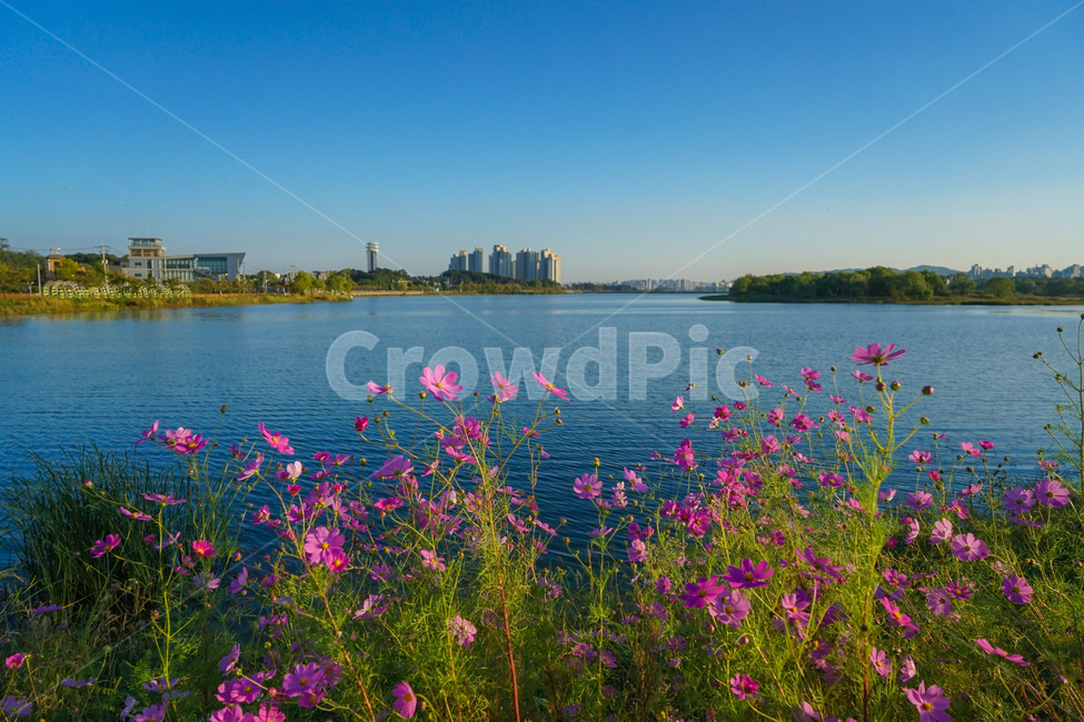 호수,저수지,꽃,야생화,가을,코스모스,자연,풍경,nature,landscape,도시,city,water,물,outdoors,옥외