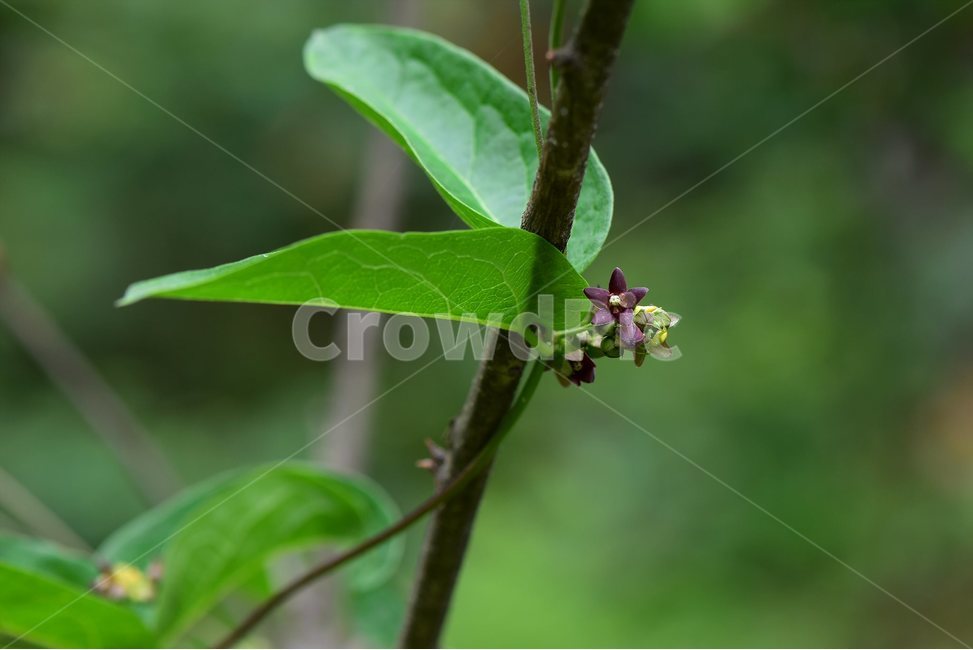 덩굴박주가리,야생화,꽃,식물,자연,생태,플라워,flower,plants,nature,식물,자연,plants,nature,꽃,flower