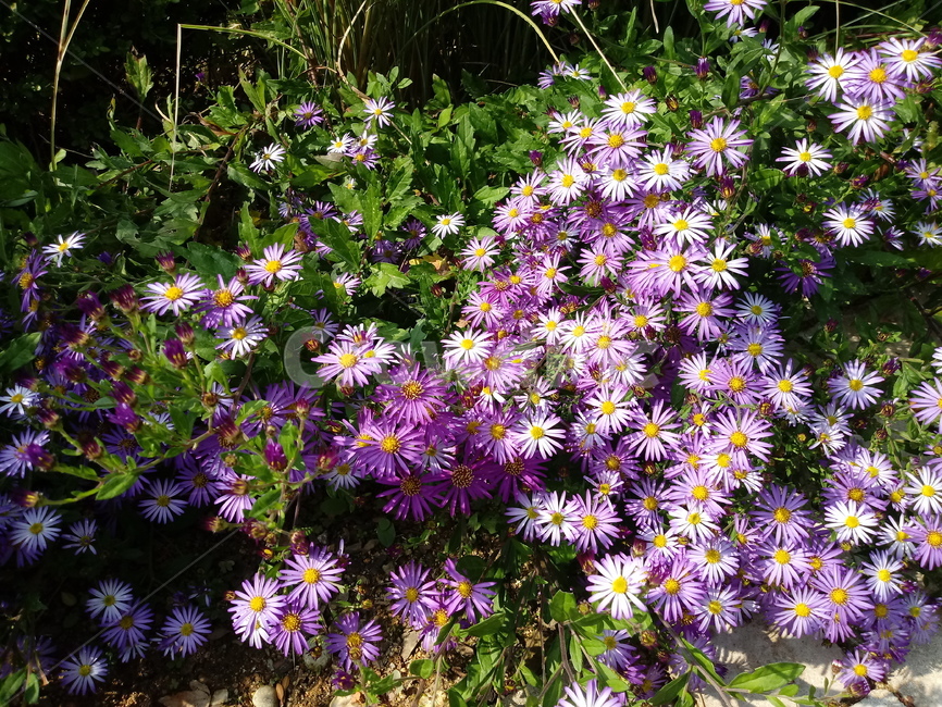 아스타,aster,plant,flower,식물,꽃,blossom,식물,자연,plants,nature