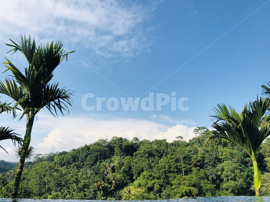 자연,발리,풀빌라,나무,하늘,자연,풍경,nature,landscape,summer,여름,palm tree,야자수,tree,plant,식물