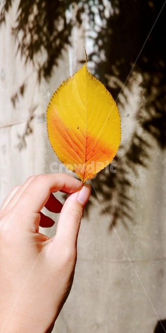 낙엽,가을,나뭇잎,햇빛,그림자,light,shadow,감성,fall,autumn