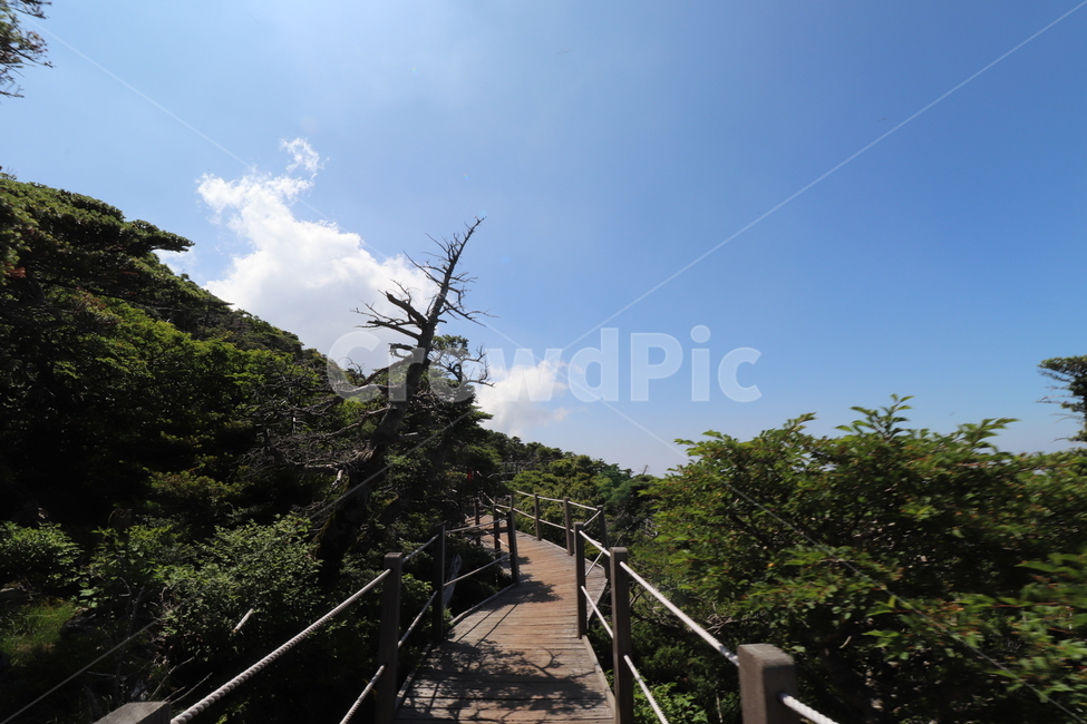 배경화면,자연풍경,경치,한라산,자연배경,등산,나무,산,등산길,제주도,한라산등산,여름,가을,하늘,자연,배경,풍경,멋진경치,nature,언덕,hill,옥외