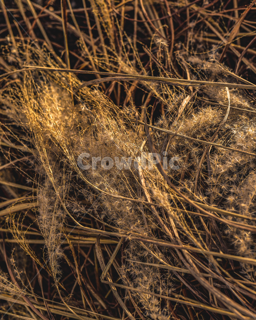 갈대,쓸쓸,풍경,가을,쓰러짐,가을,계절,fall,autumn,season,식물,자연,plants,nature