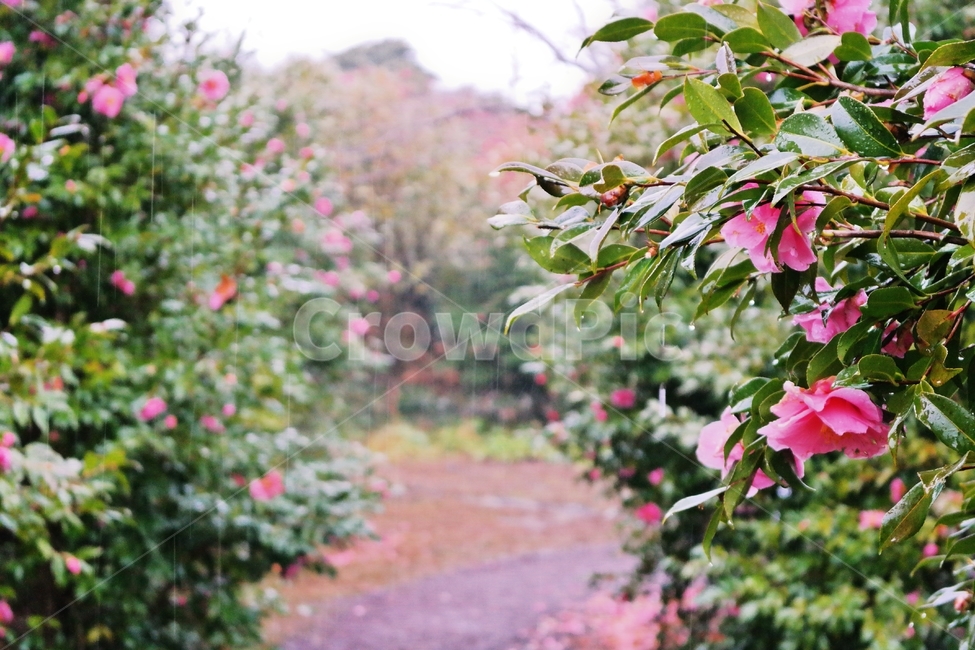 동백,동백꽃,동백나무,꽃,camellia,비,비오는,비에젖은,겨울비,비오는날,자연,나무,식물,flower,plant,rain,감성,blossom,winter,분홍꽃,pink,green,식물,자연,plants,nature,꽃,flower