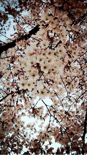 꽃,벚꽃,봄,4월,봄의시작,봄,계절,spring,season,plant,식물,flower,blossom,cherry blossom