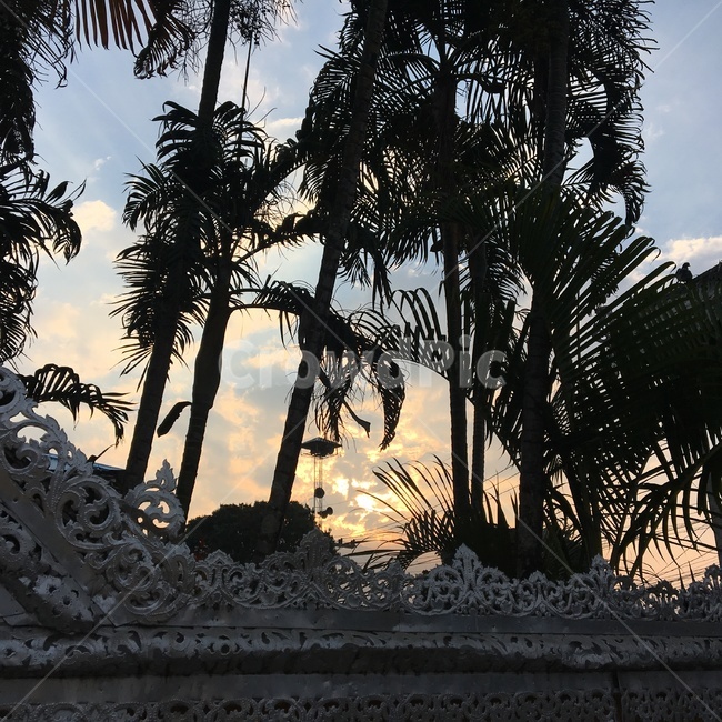 태국,sunrise,temple,구름,사원,아침,산책,치앙마이,나무,빛,아침산책,종교,불교