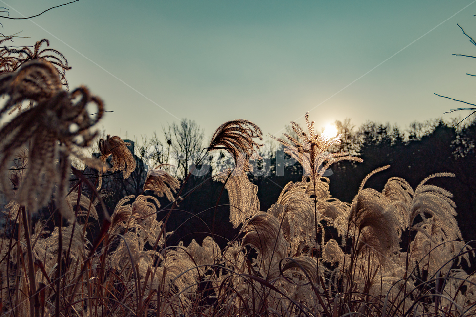 가을,해질녘,식물,plant,갈대,reed,노을,봉화산,산,태양,햇빛,sun,석양,가을,계절,fall,autumn,season