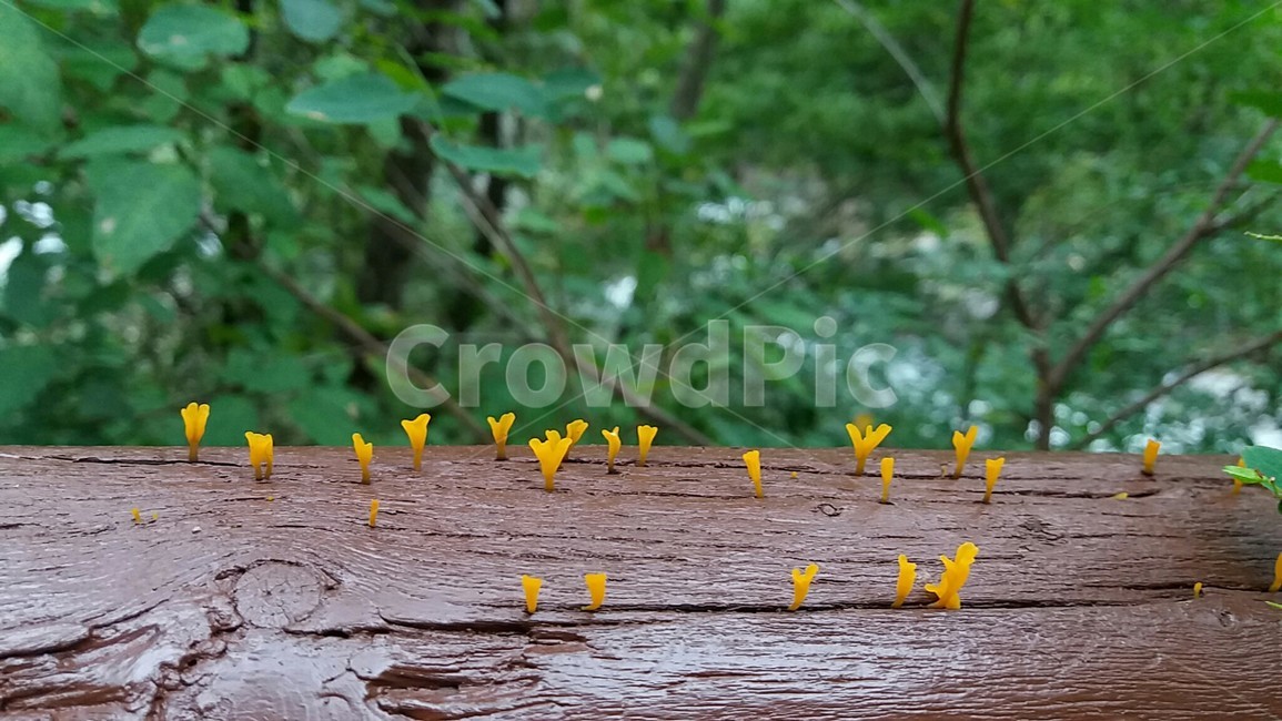 버섯,산책길,자연,9월,노란색,버섯,mushroom