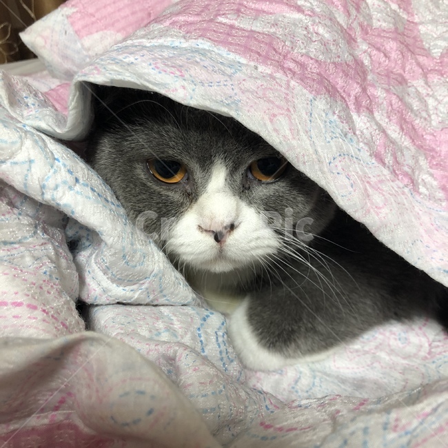 고양이,이불,브리티쉬숏헤어,cat,blanket,동물,animal,포유류,mammal,고양이,cat,kitten,kitty