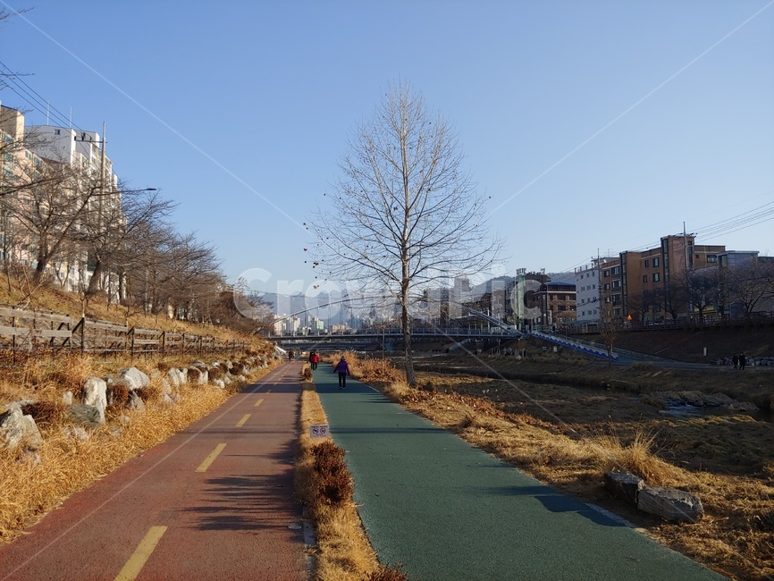 불광천,자전거도로,공원,산책길,천변,한강,겨울,나목,잔가지