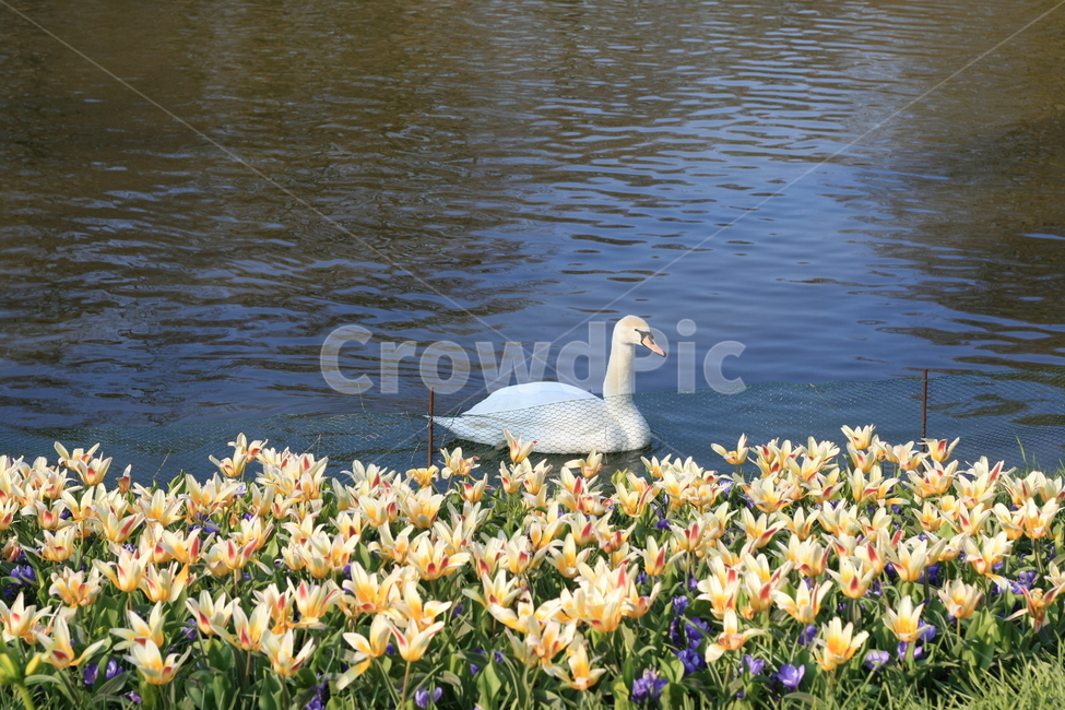 꽃,정원,튤립축제,꽃밭,백조,swan,flower,garden,tulip,새,bird,animal,동물