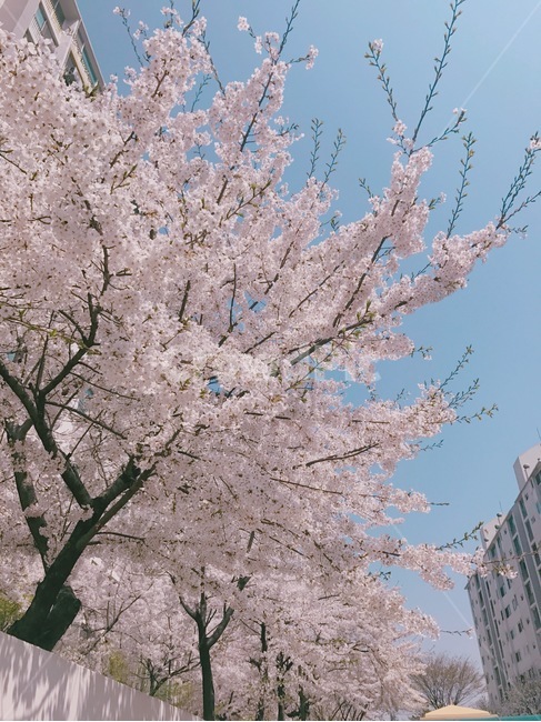 벚꽃,하늘,cherryblossom,blossom,봄,꽃,봄,계절,spring,season,plant,식물,flower