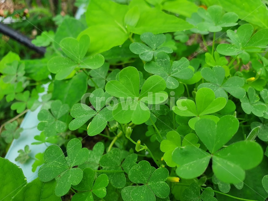 클로버,세잎클로버,토끼풀,clover,잎,leaf,식물,plant,자연,nature,풍경,green,luck,goodluck,식물,자연,plants,nature