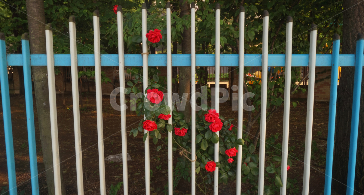 꽃,flower,장미,flowers,red,redflower,fence,rose