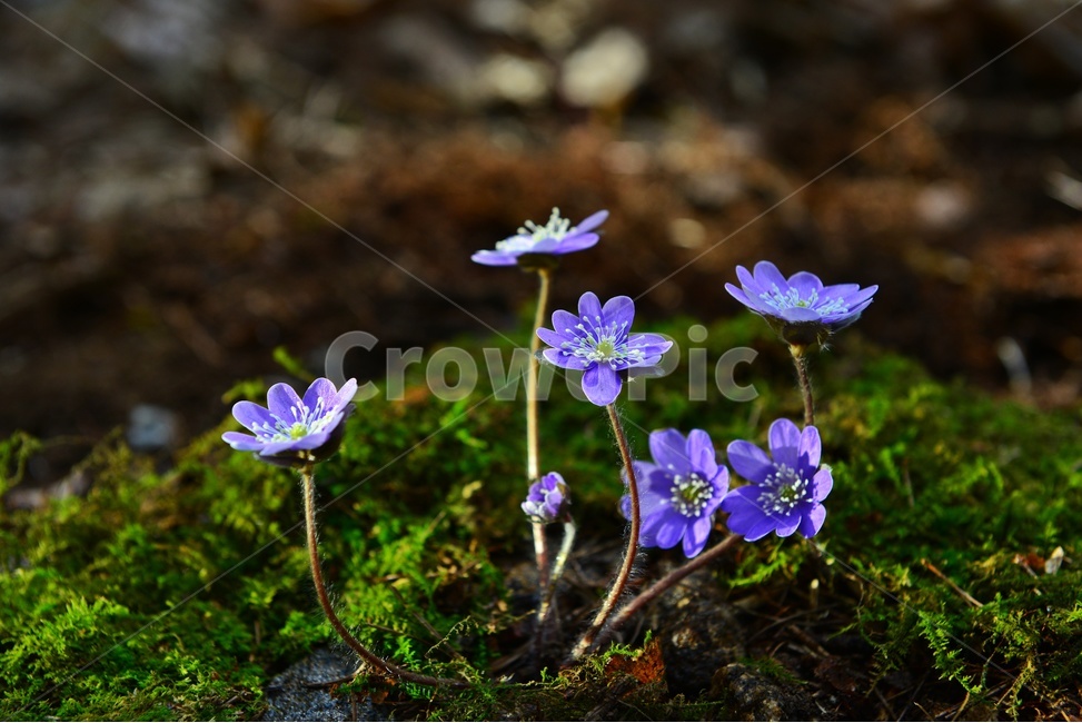 청노루귀,야생화,보라색,솜털,군락,plant,식물,flower,blossom,꽃,식물,자연,plants,nature,꽃,flower