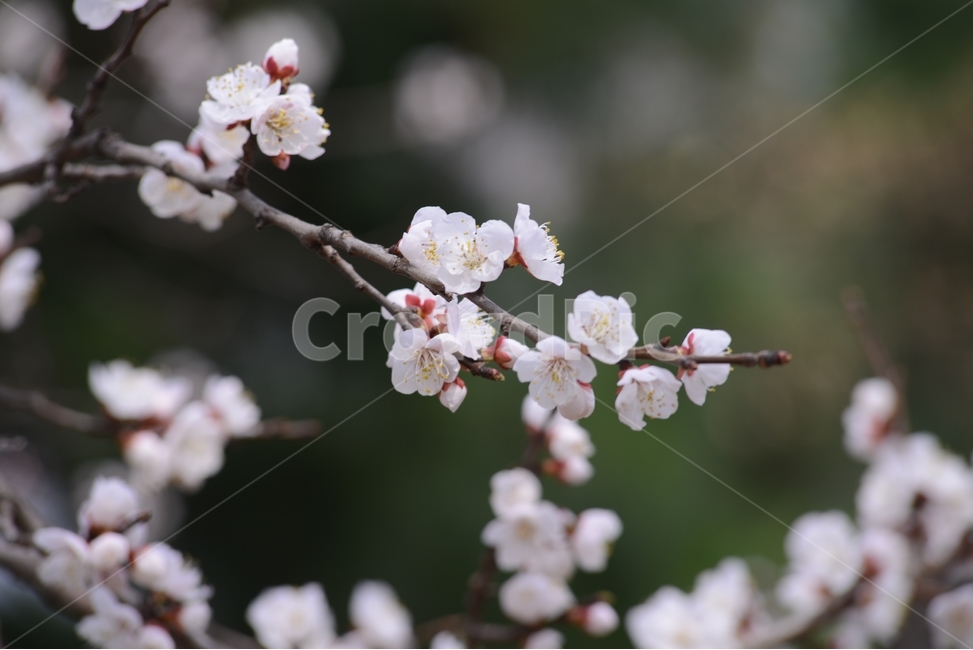 자연,nature,봄,꽃,봄꽃,매화,흰색,접사,근접촬영,봄,계절,spring,season,식물,자연,plants,nature,꽃,flower,plant
