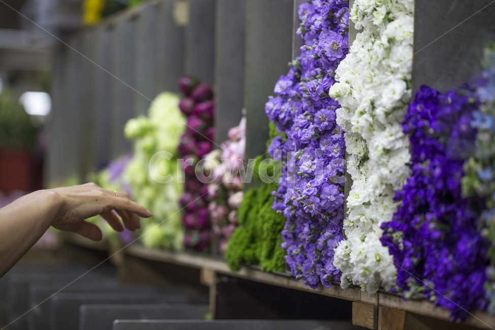 꽃시장,시장,꽃,식물,플라워,보라색,시장,마트,마켓,market,mart,market place,꽃,flower