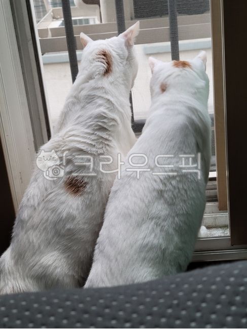 개냥이,고양이,뒷모습,반려동물,반려묘,cat,사랑스러움,animal,동물,애완동물,pet,companionanimal,kitty,cute,lovely