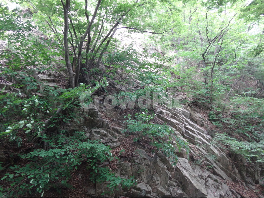 산,절벽,바위,나무,초록,자연,풍경,nature,landscape,vegetation,초목,plant,식물,tree,outdoors,옥외,rainforest,열대 우림,land,땅
