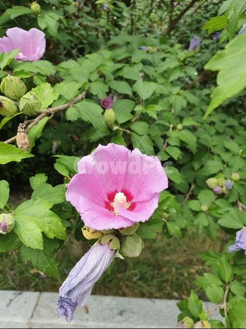 꽃,식물,무궁화,꽃잎,자연