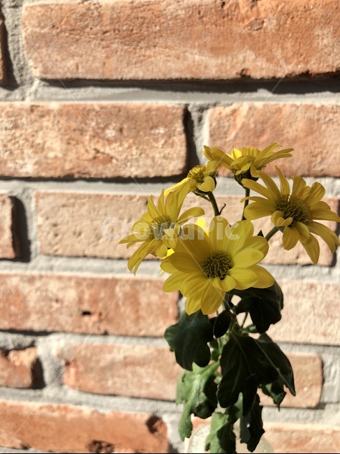 plant,식물,brick,벽돌,꽃