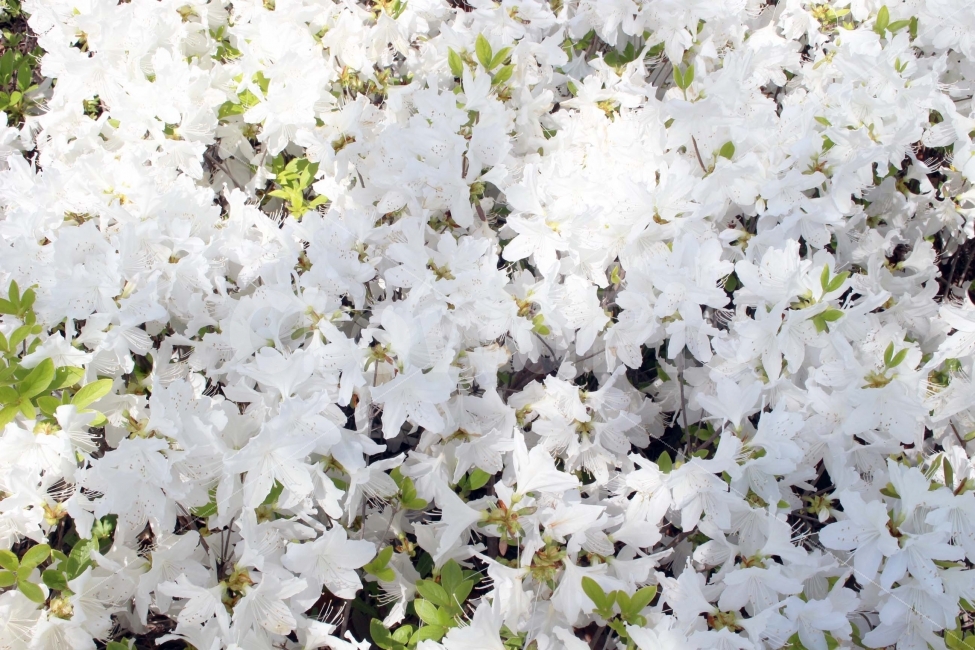 꽃,진달래꽃,봄,야외,식물,공원,정원,나무,들꽃,자연,나들이,소풍,식물,자연,plants,nature,봄,계절,spring,season,꽃,flower,blossom,petal,꽃잎,plant