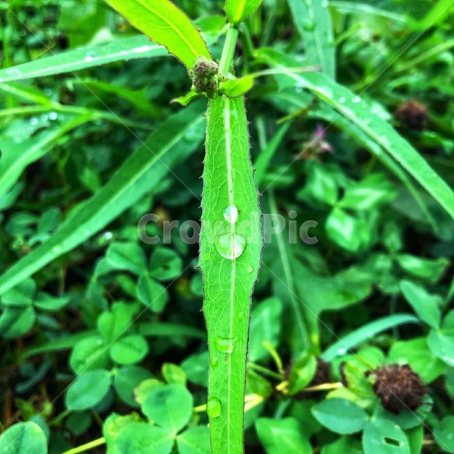 식물,잔디,자연,풀,이슬,물방울,식물,자연,plants,nature