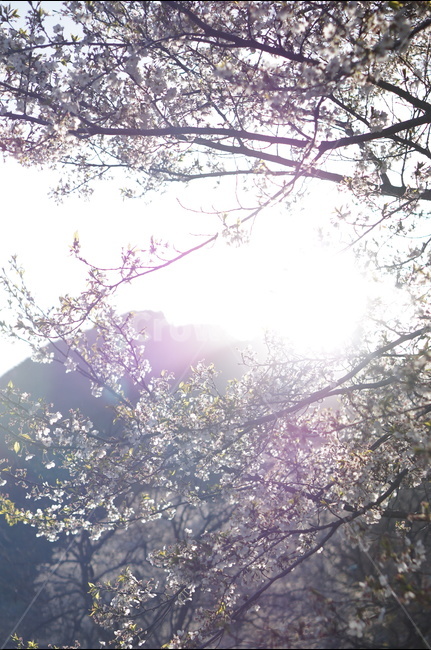 석양,나무,노을,맑음,강렬함,봄,봄,계절,spring,season,식물,자연,plants,nature,나무,trees,wood,휴식,힐링,rest,relaxation,healing,flare,플레어,light,빛,plant,blossom,꽃,flower,cherry blossom,벚꽃