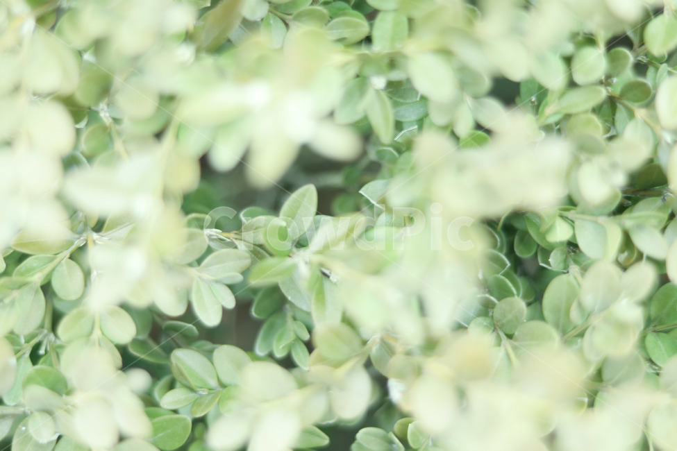 plant,식물,잎,leaf,새싹,사철나무