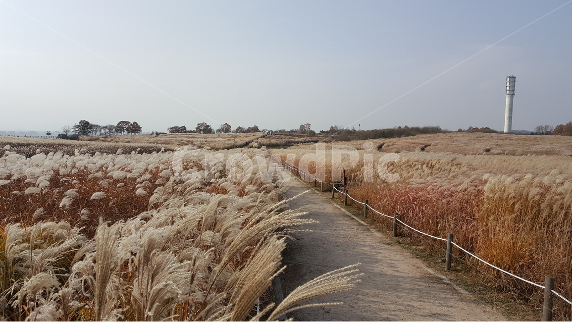 가을,억새풀,바람,자연,풍경,가을,계절,fall,autumn,season,자연,풍경,nature,landscape,plant,식물,grass,잔디,lawn,reed,갈대