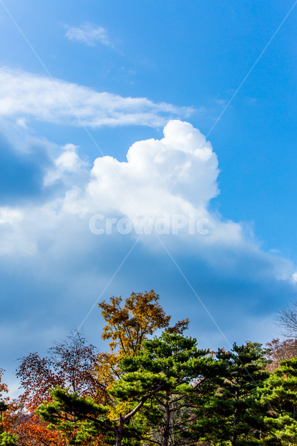 가을,낙엽,숲,구름,단풍,하늘,자연,풍경,가을,계절,fall,autumn,season,자연,풍경,nature,landscape,weather,날씨,outdoors,옥외,cumulus,적운,cloud,sky