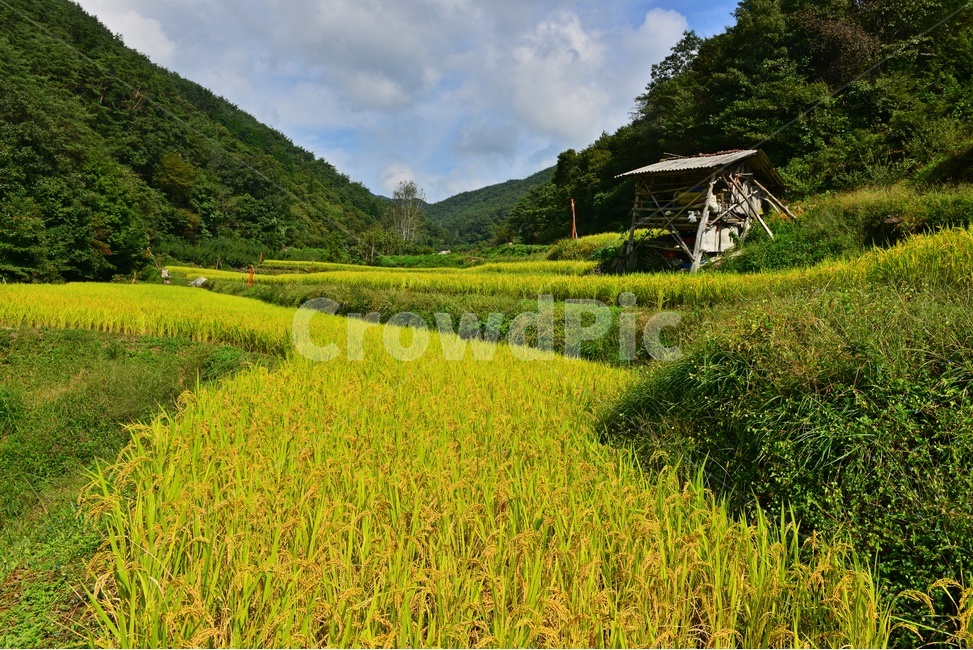 nature,자연,outdoors,field,들,옥외,rural,농촌,farm,농장,다랭이논,다랭이,농업,농사,농경지,경작,농경,벼농사,농업,농사,agriculture,farming,farming industry