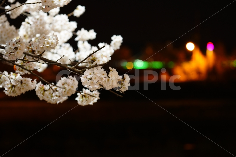 벚꽃,조치원,세종시,CherryBlossom,봄,spring,조천변,야경,감성,sensitive,꽃,flower,식물,자연,plants,nature,봄,계절,spring,season,꽃,flower,plant,blossom