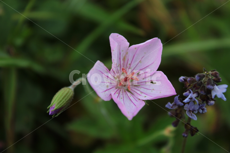 꽃사진,꽃,분홍꽃,봄꽃,봄,야생화,flower,자연,풍경,식물,자연,plants,nature,꽃,flower