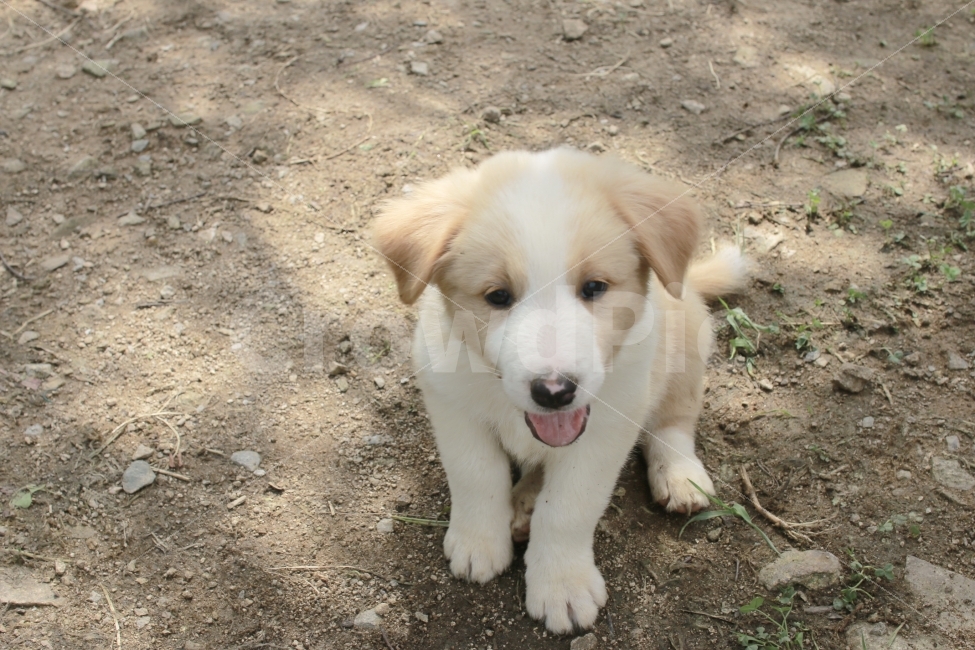 강아지,일상,스냅,멍멍이,색감,감성,양떼목장,puppy,dog,daily,snap,color,mood,동물,animal,포유류,mammal,개,강아지,dog,doggy