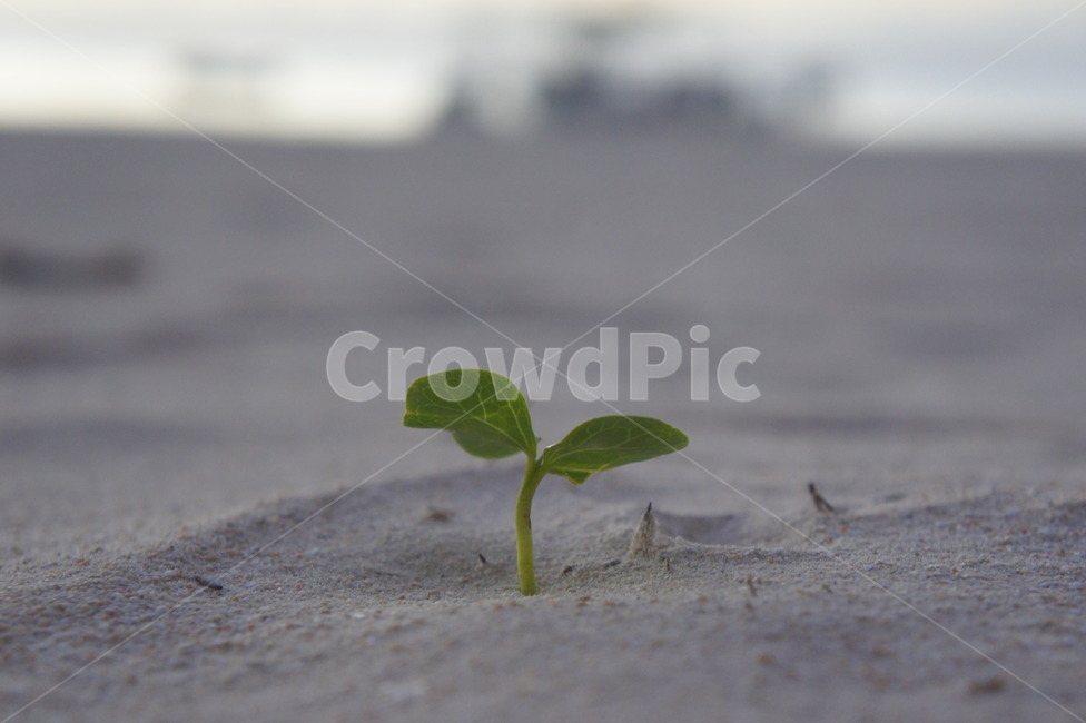 새싹,해변,모래,식물,plant,모래밭