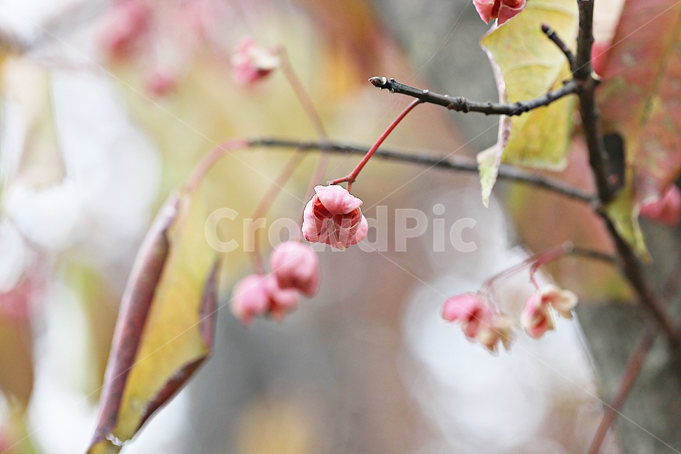 참빗살나무,꽃,꽃망울,씨,씨집,나무,식물,자연,잎,공원,식물,자연,plants,nature