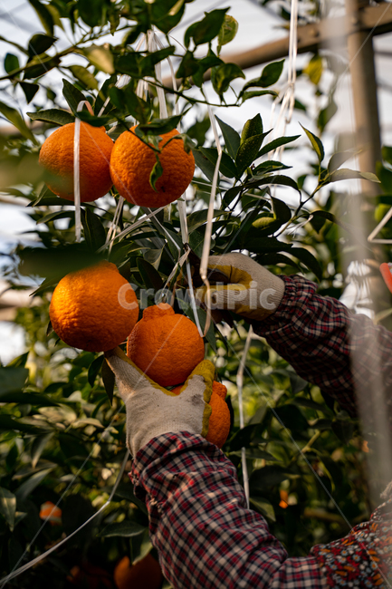 한라봉,감귤류과일,음식,과일,식물,주황색,열매,귤,감귤,자연,비타민,상큼,제주감귤,천혜향,하우스감귤,레드향,오렌지,citrusfruit,fruit,food,plant,orange,hallabong,식재료
