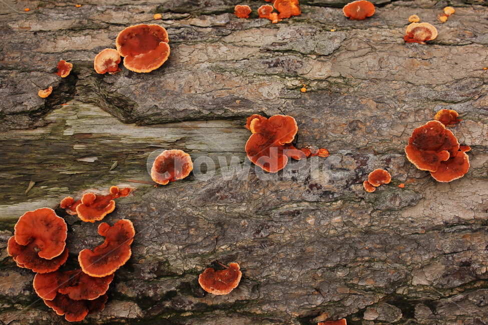 버섯,mushroom,색상,그루터기,stump,버섯,mushroom