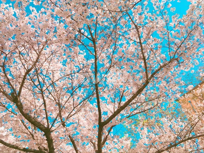봄,벚꽃,꽃,벚꽃나무,분홍색,핑크색,나무