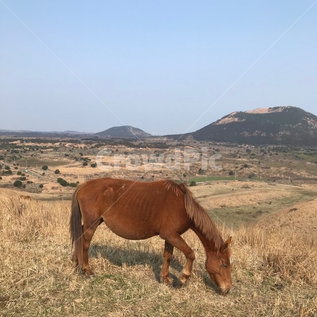 제주,오름,말,jeju,자연,풍경,동물,animal,포유류,mammal
