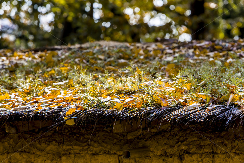 초가지붕,낙엽,가을,단풍,전통,가을,계절,fall,autumn,season,한국전통,한국문화,korean traditional,korean culture,tree,나무,plant,식물,ground,바닥