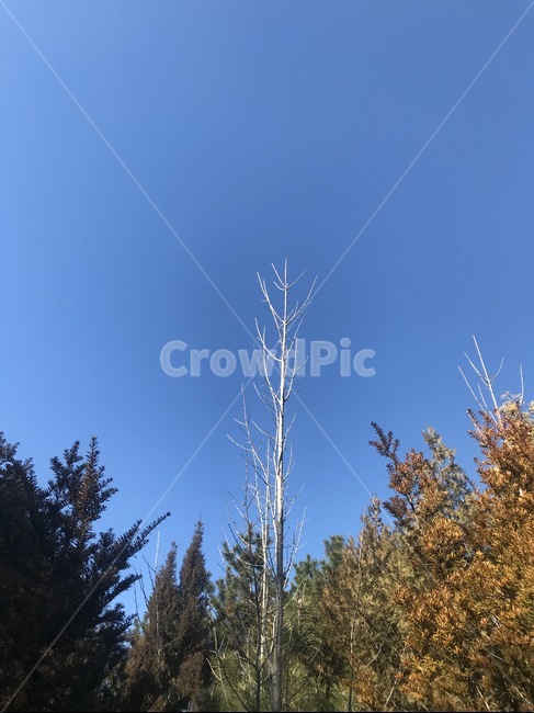 나무,tree,하늘,자연,배경화면,식물,자연,plants,nature,나무,trees,wood