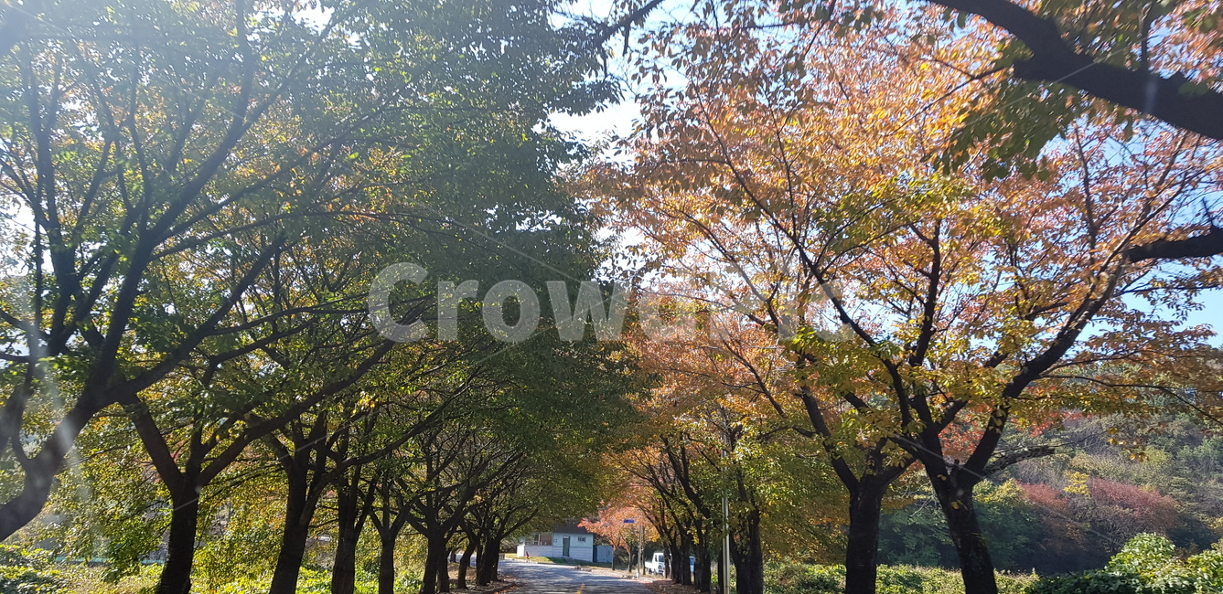 나무길,단풍,가을,나무,가로수,가을,계절,fall,autumn,season,자연,풍경,nature,landscape,tree,plant,식물,tree trunk,나무 줄기