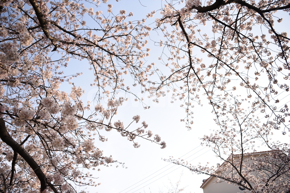봄,벚꽃,진해,하늘,군항제,벛꽃축제,봄놀이,꽃놀이,분홍색,꽃,봄,계절,spring,season,plant,식물,flower,cherry blossom,blossom
