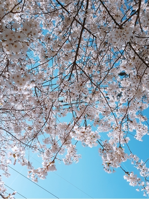 벚꽃,하늘,봄,나무,푸름,봄,계절,spring,season,식물,자연,plants,nature,꽃,flower,plant,blossom