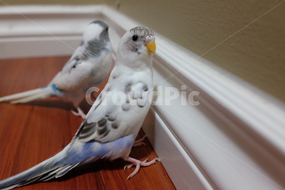 새,사랑앵무,잉꼬,parakeet,조류,bird,동물,animal,조류,새,birds