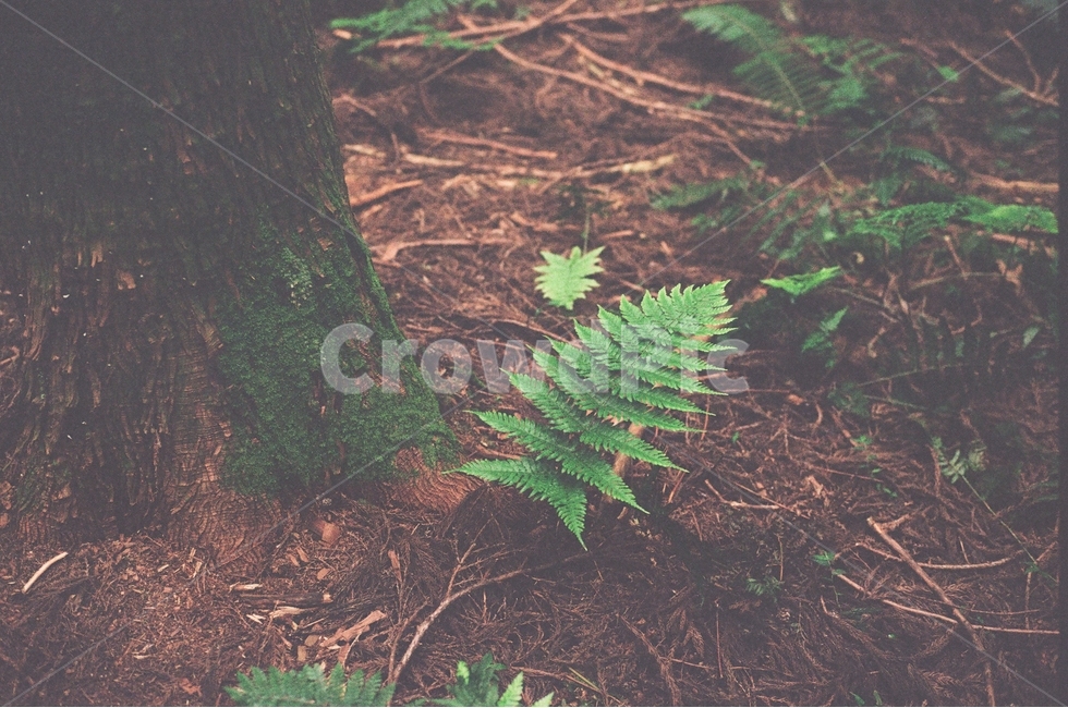 식물,나무,자연,풀,이끼,식물,자연,plants,nature,나무,trees,wood,감성,sensible,feeling