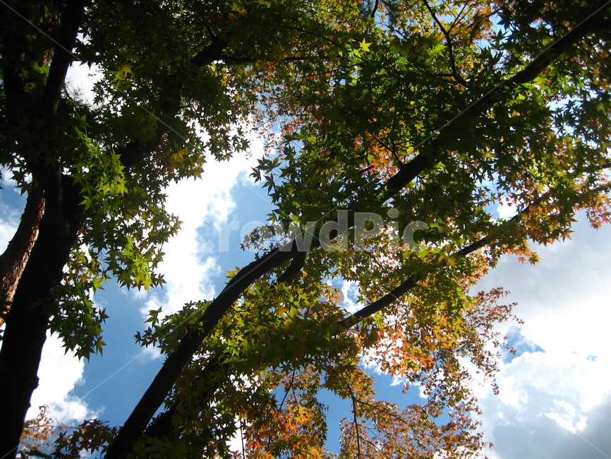 빛,light,식물,plant,나무,tree,단풍